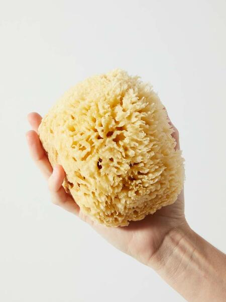 Sea Sponge